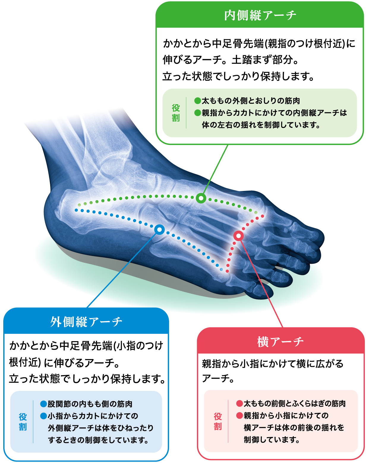 身体を支える足のアーチ