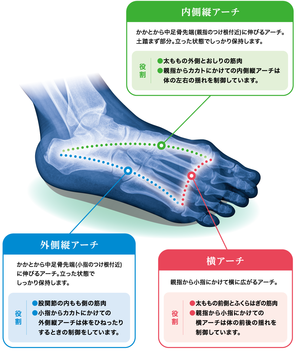 身体を支える足のアーチ